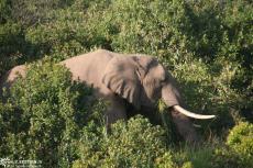 IMG 8651-Kenya, elephant in Masai Maras bush IMG 8651-Kenya, elephant in Masai Maras bush